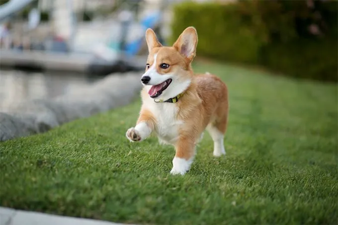 Pembroke Welsh Corgi